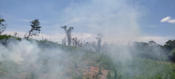 Canindeyú: Destruyen 4 hectáreas de marihuana sin detención alguna